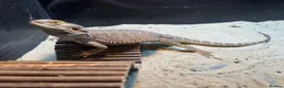 Bearded Dragon reptiles for sale: Two bearded dragons  in Bilston - Advert 6