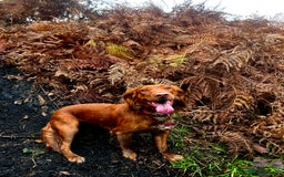 Cocker Spaniel dogs for sale: 🧡 Waiting List OPEN! 🧡 Fox Red WCS - Image 12