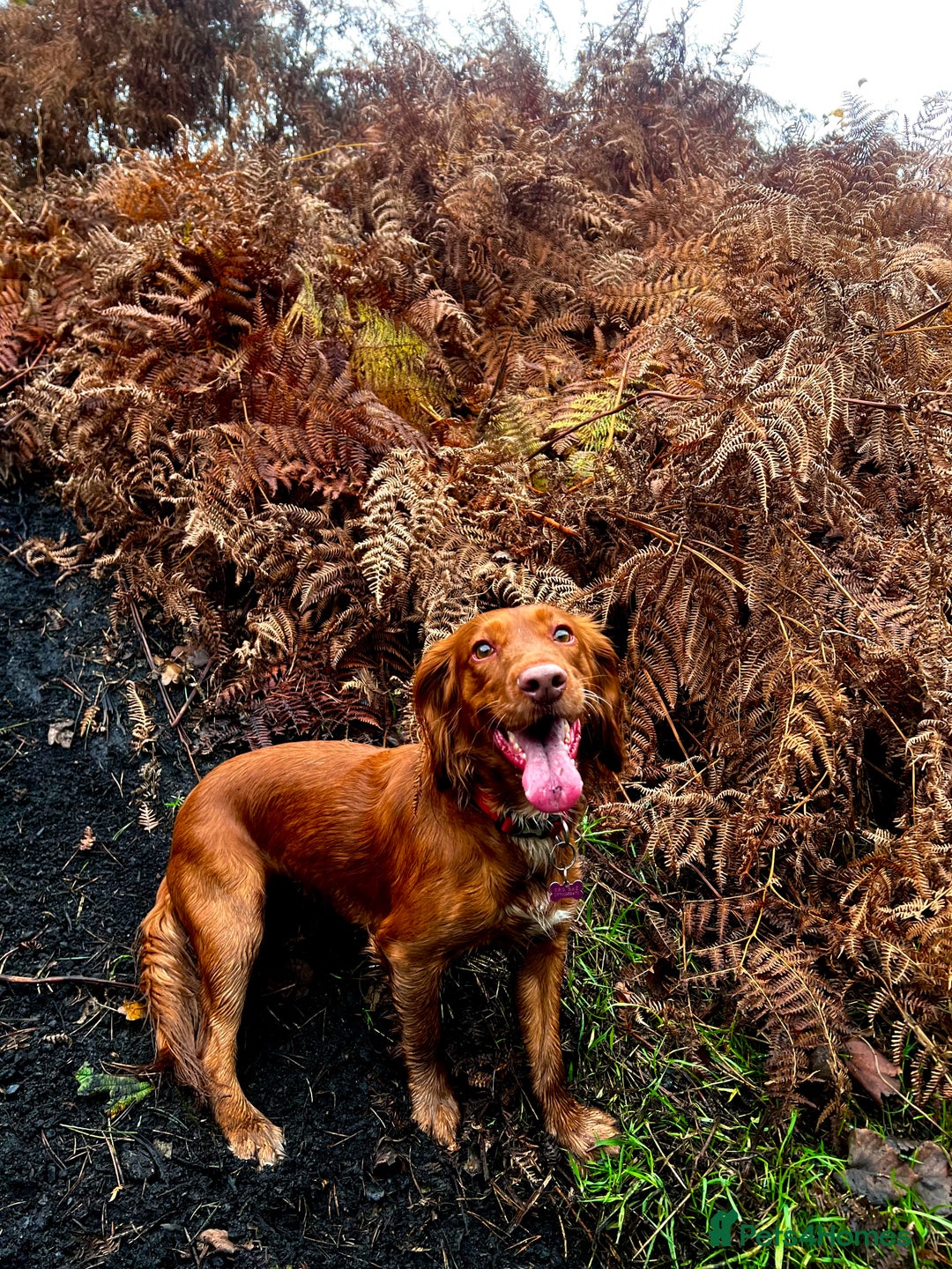 Cocker Spaniel dogs for sale: 🧡 Waiting List OPEN! 🧡 Fox Red WCS - Image 12