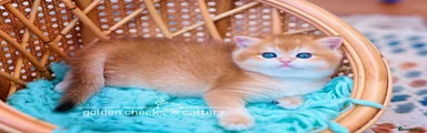 British Shorthair Golden Shaded