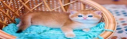British Shorthair cats for sale: British Shorthairs - Raised with Love and Care ❤️ - Advert 15