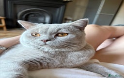 British Shorthair cats for sale: British short hair male  - Image 6