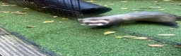 Ferret rodents for sale: Two Boi Ferrets available - Advert 3