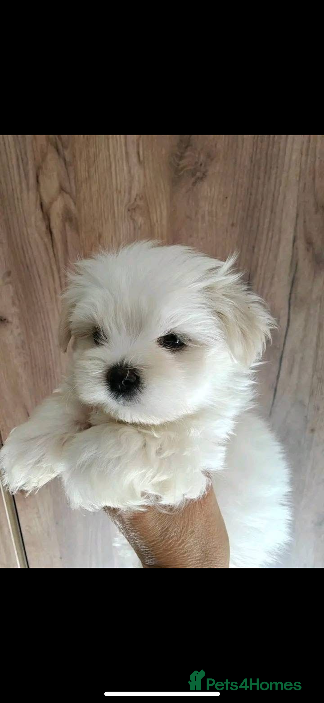 Maltese dogs for sale: Maltese - Image 2
