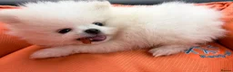 Pomeranian dogs for sale: 🌹Stunning KC white fluffy boy for a loving home🌹 - Advert 10