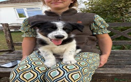 Border Collie dogs for sale: Collie pups   - Image 1