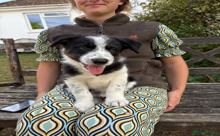 Border Collie dogs - Advert 3