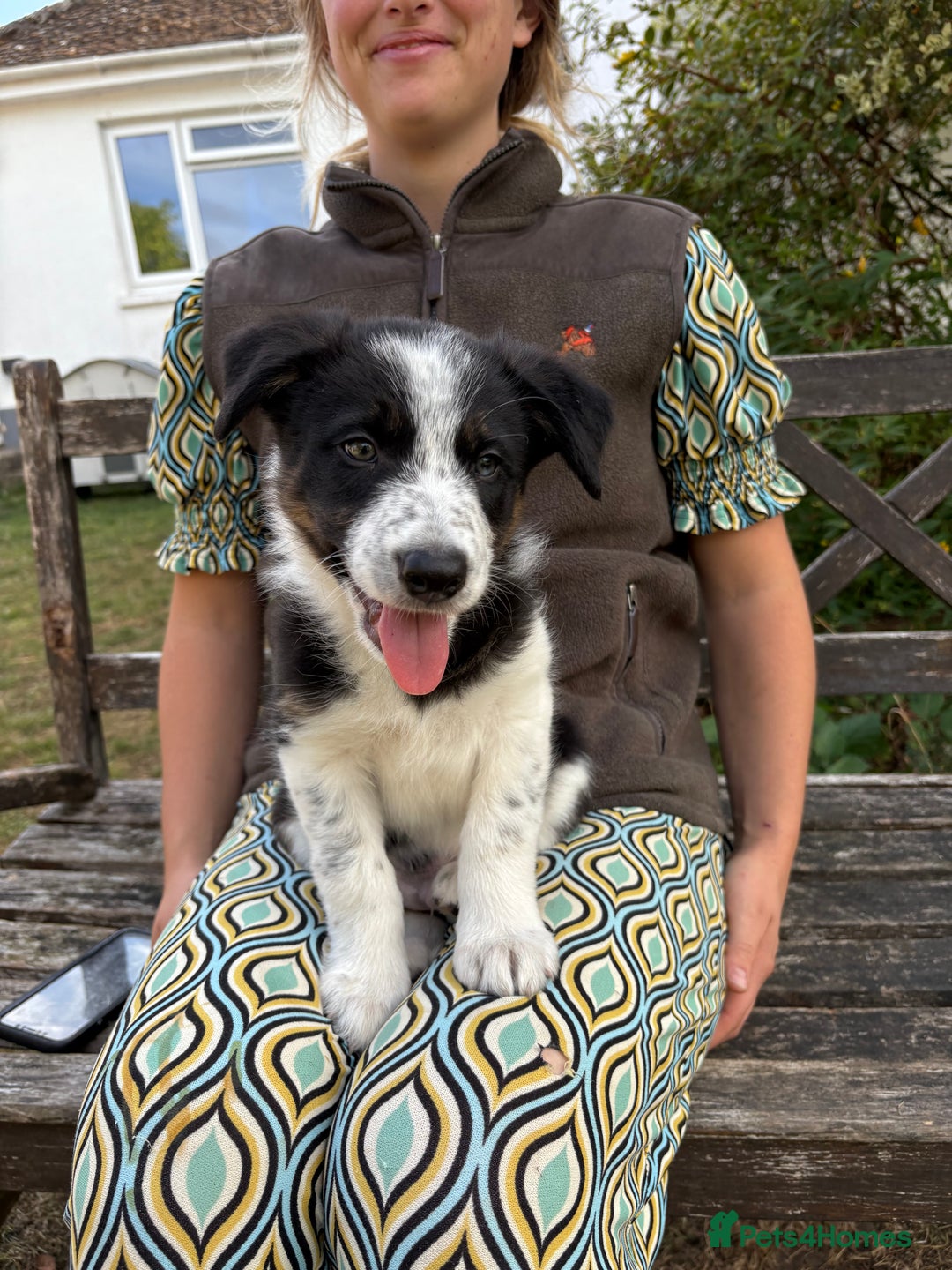 Border Collie dogs for sale: Collie pups   - Image 1