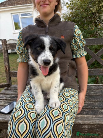 Border Collie dogs - Advert 9