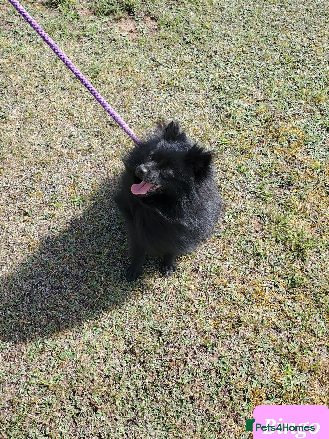 German Spitz dogs for sale: Bluey & Bingo looking for Loving Homes.  - Advert 15