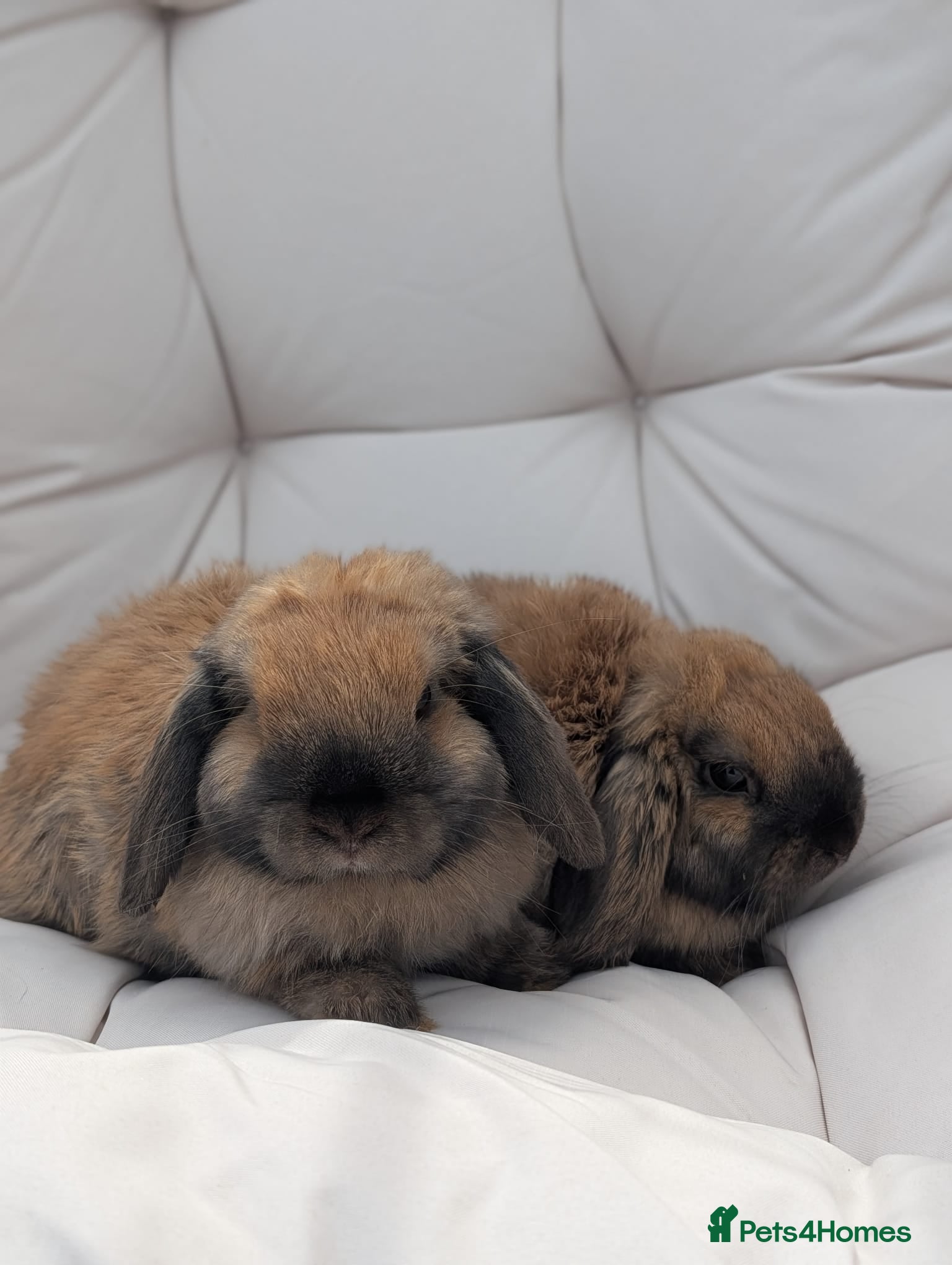 Dwarf Lop rabbits Bonded Pair Of Dwarf Lop Does - Gabby & Nola🐇🐇 - Advert 2
