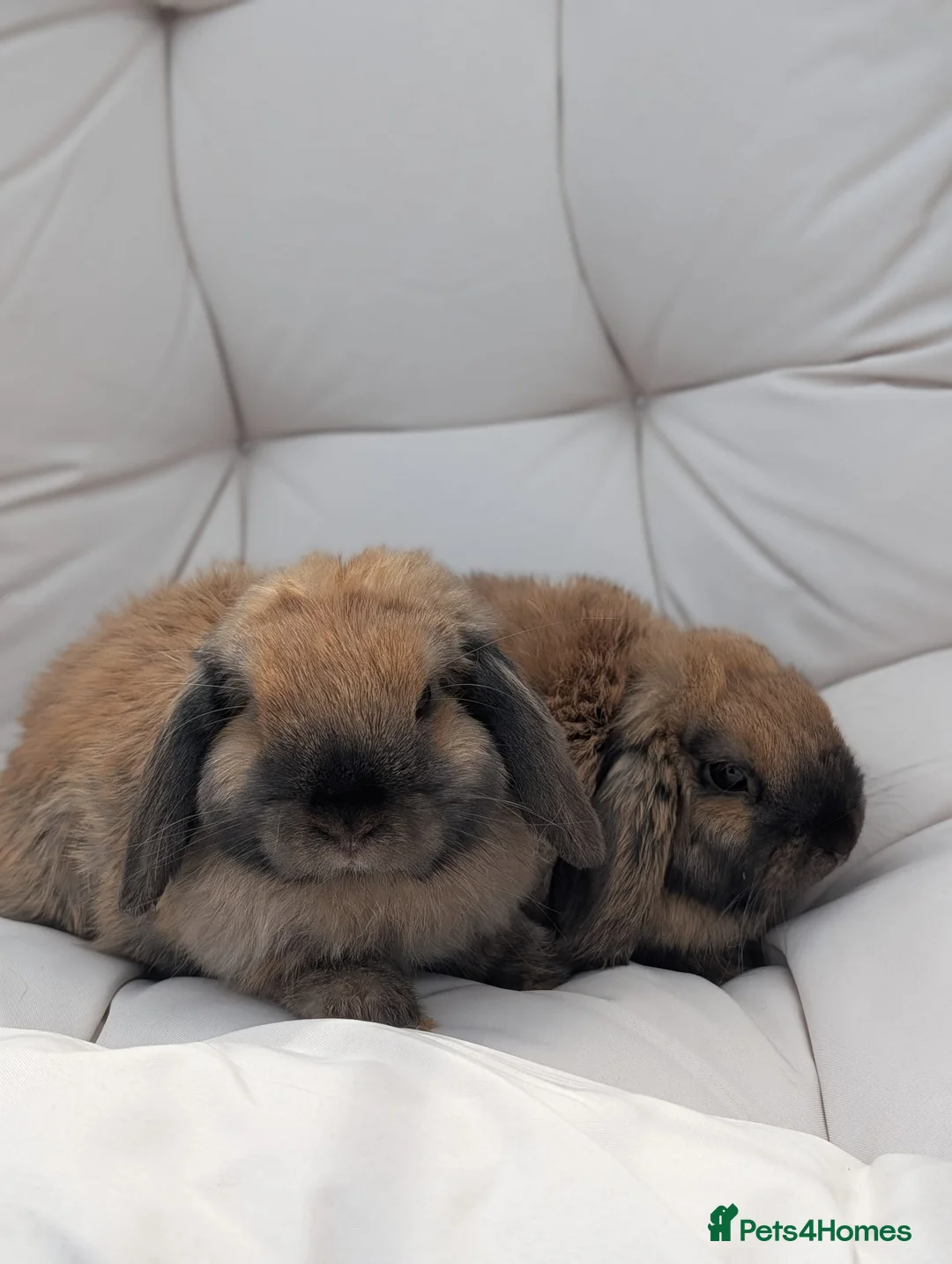 Dwarf Lop rabbits for sale: Bonded Pair Of Dwarf Lop Does - Gabby & Nola🐇🐇 - Advert 1