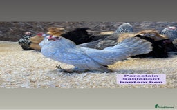 Chickens poultry for sale: Bantam hens at point of lay - Image 12