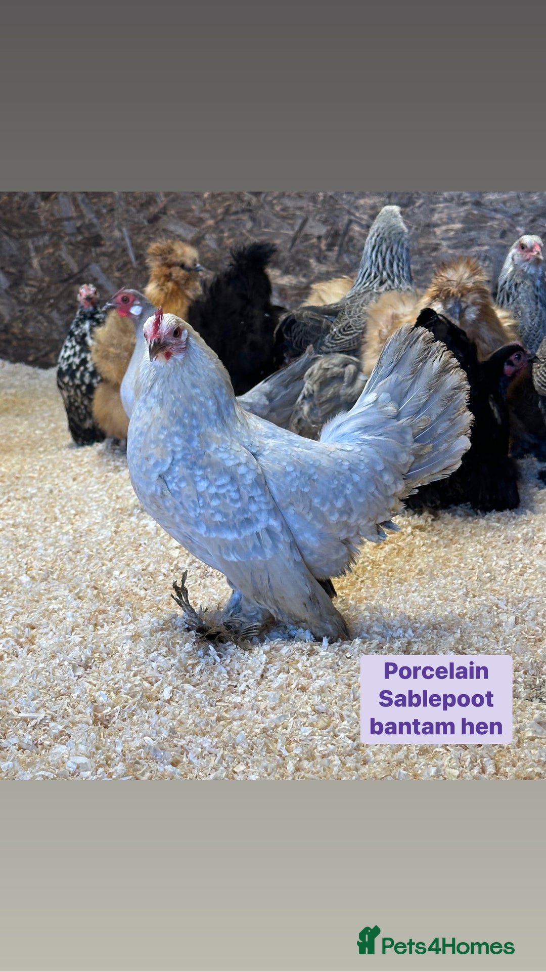Chickens poultry for sale: Bantam hens at point of lay - Image 12