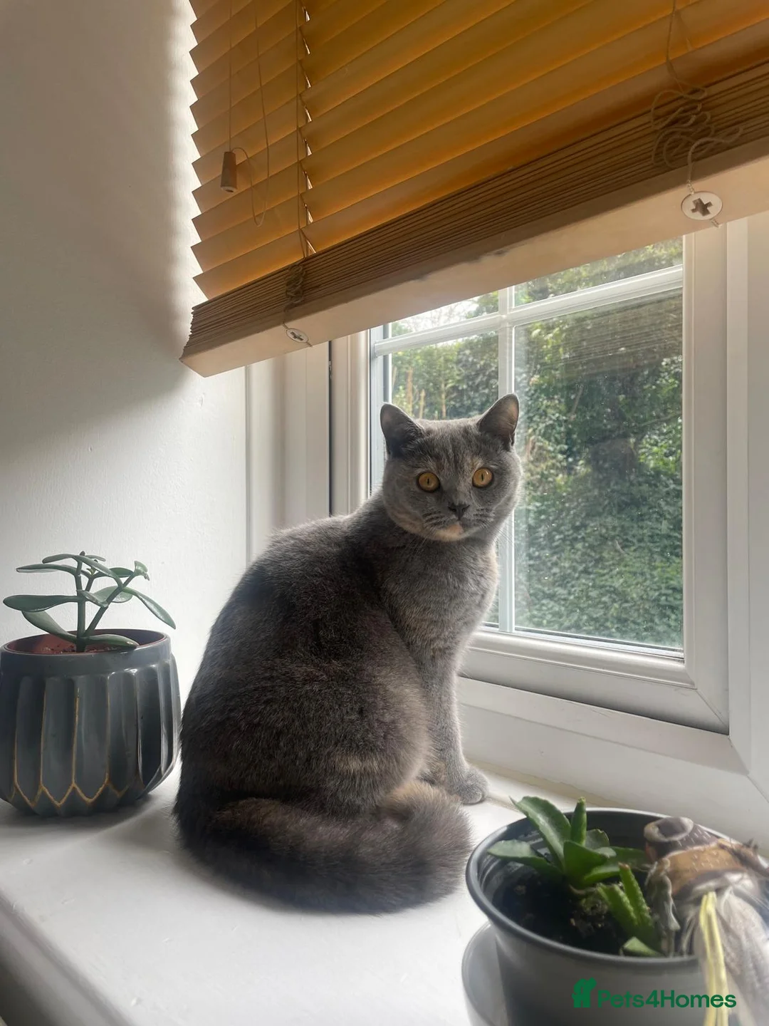 British Shorthair cats for sale: 3 BEAUTIFUL BRITISH SHORTHAIR KITTENS AVAILABLE 🐾 in London - Advert 13