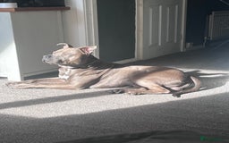 Mixed Breed dogs for sale: Staffordshire bull terrier x Am staff - Image 5