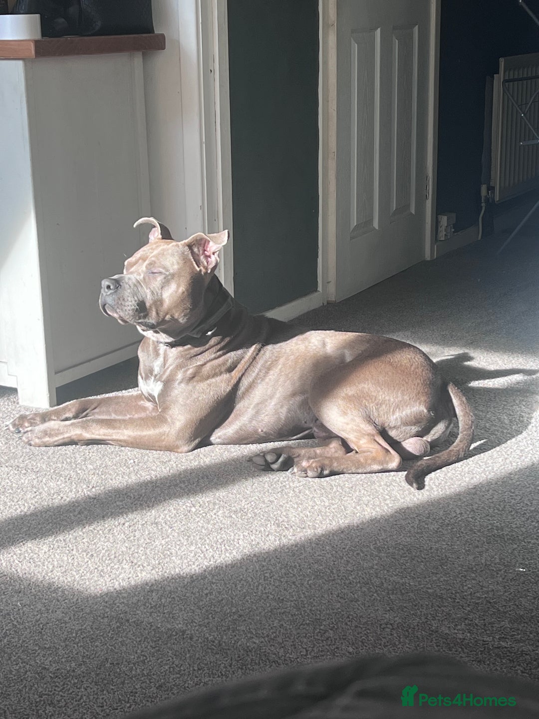 Mixed Breed dogs for sale: Staffordshire bull terrier x Am staff - Image 5