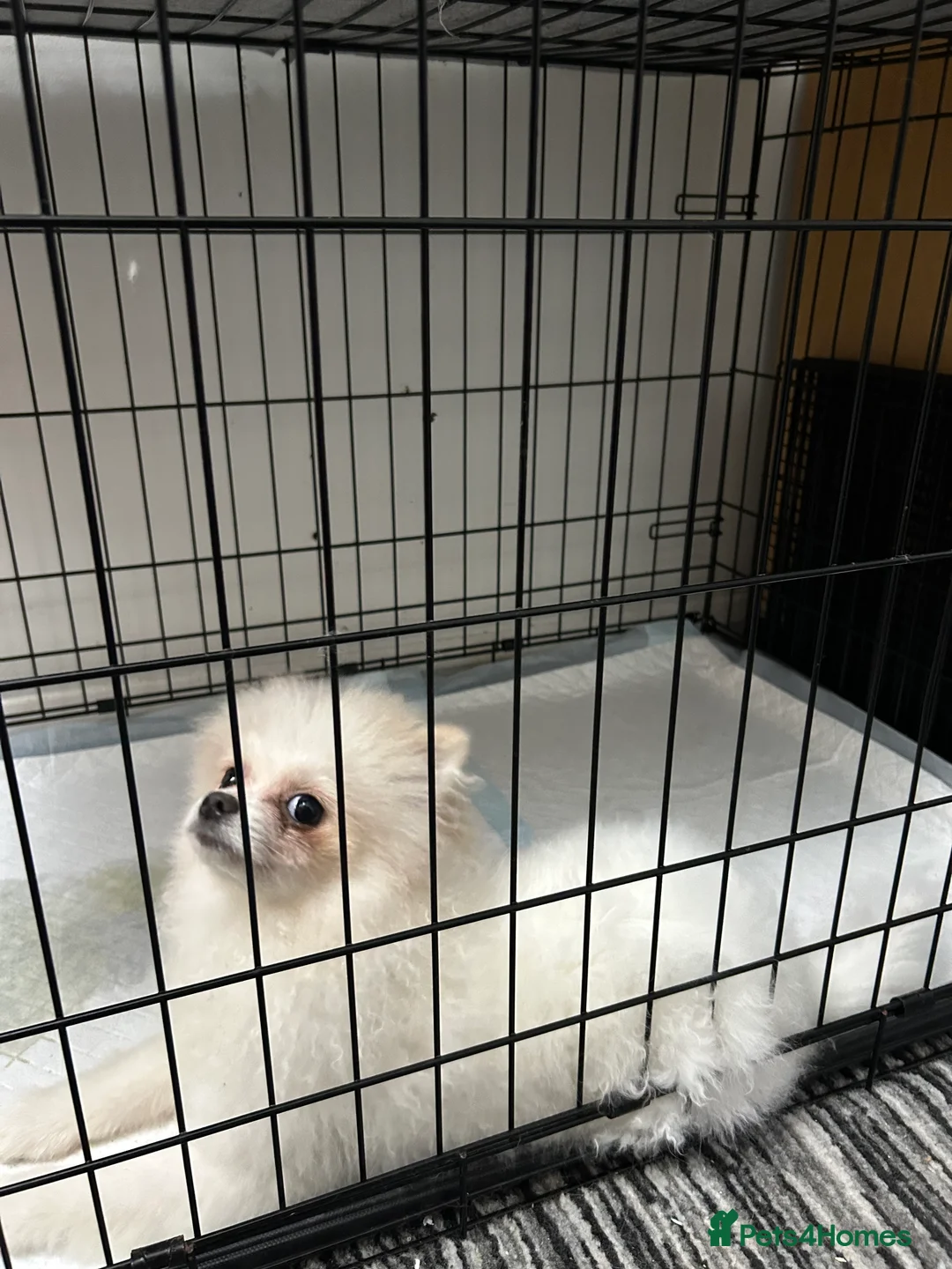 Pomeranian dogs for sale: Pomeranian Female Ready - Advert 11