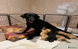 Labrador Retriever dogs for sale: Stunning fox red & black Labrador puppies  - Image 8