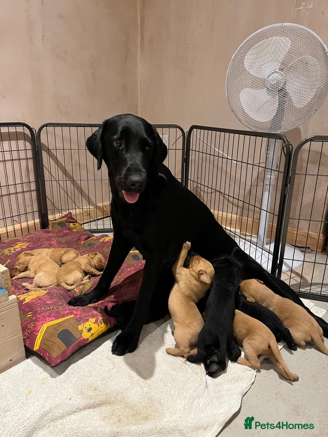 Labrador Retriever dogs for sale: Stunning fox red & black Labrador puppies  - Image 8