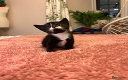 Domestic Shorthair cats for sale: Russian blue mix - Advert 16