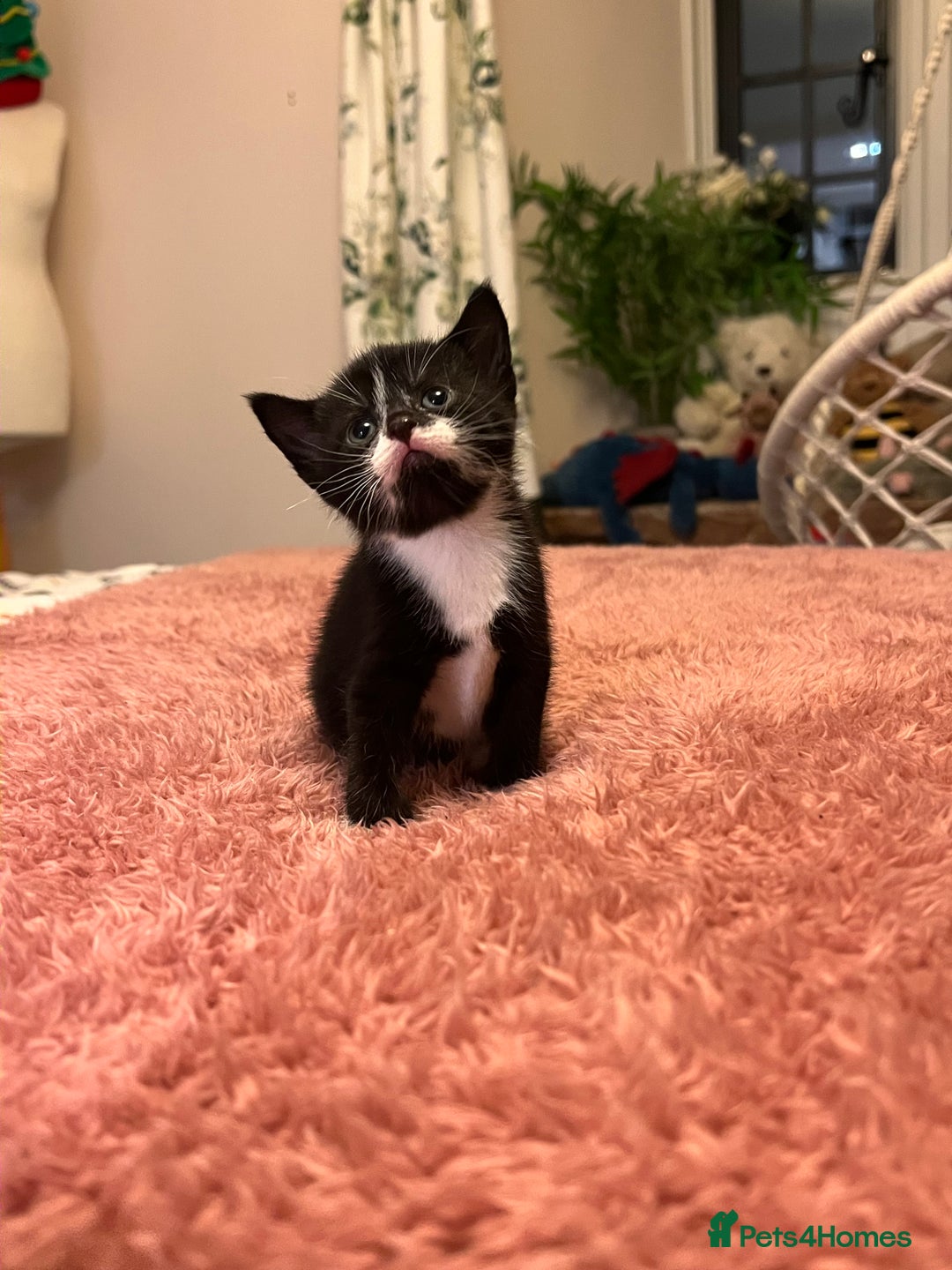 Domestic Shorthair cats for sale: Russian blue mix - Advert 16