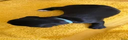Sprocker dogs for sale: Sprocker Spaniel Puppies in Colchester - Advert 17