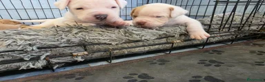 Bullmastiff Puppy 2