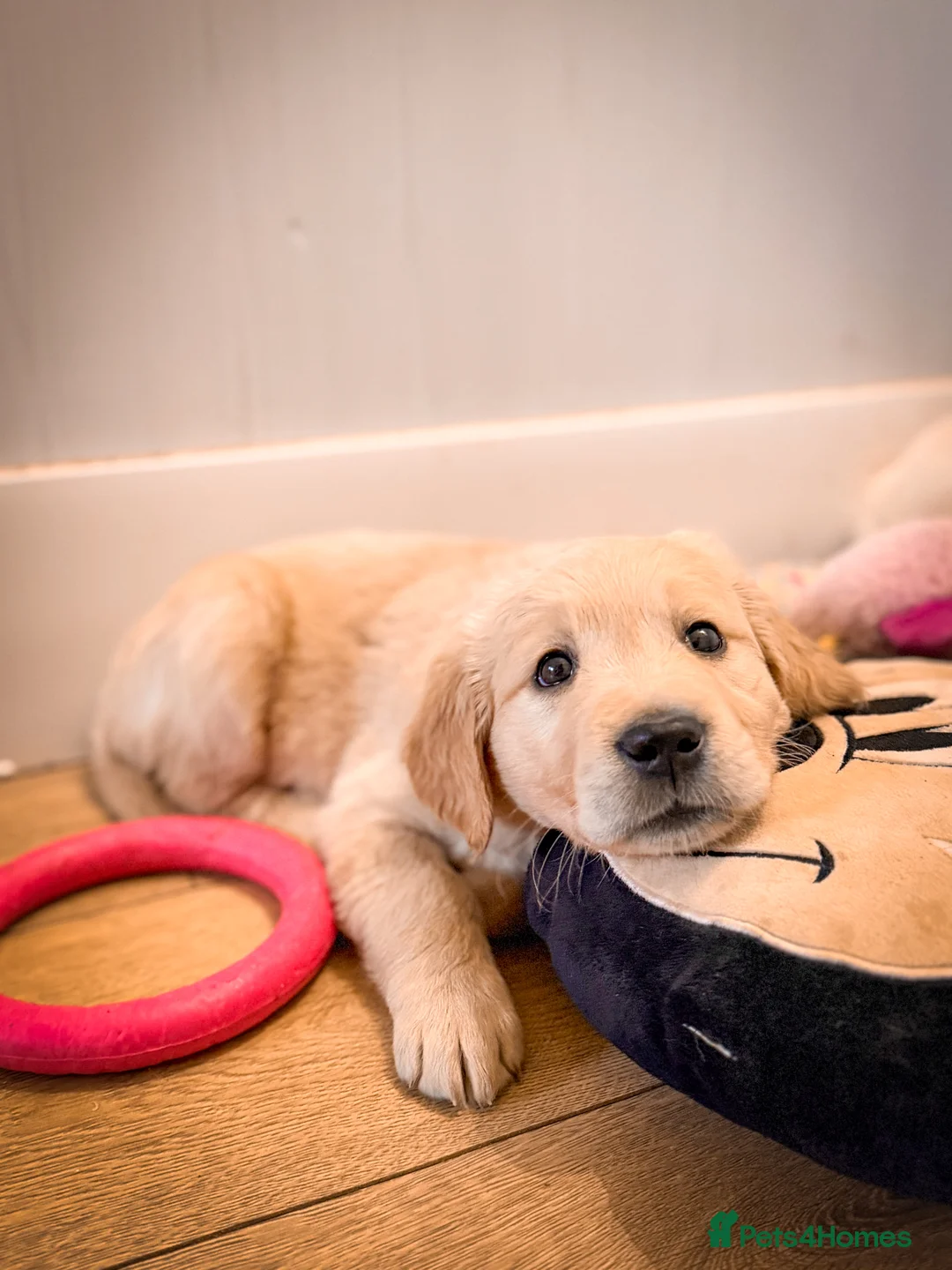 Golden Retriever dogs for sale: KC HEALTH TESTED PUPS *1 boy remaining* - Advert 1