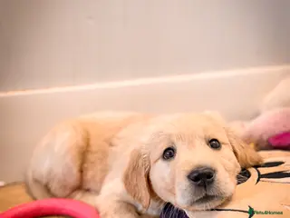 Golden Retriever dogs KC HEALTH TESTED PUPS *1 boy remaining* - Advert 3