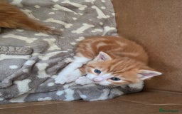 Mixed Breed cats for sale: One ginger boy and one tortie girl  - Image 4