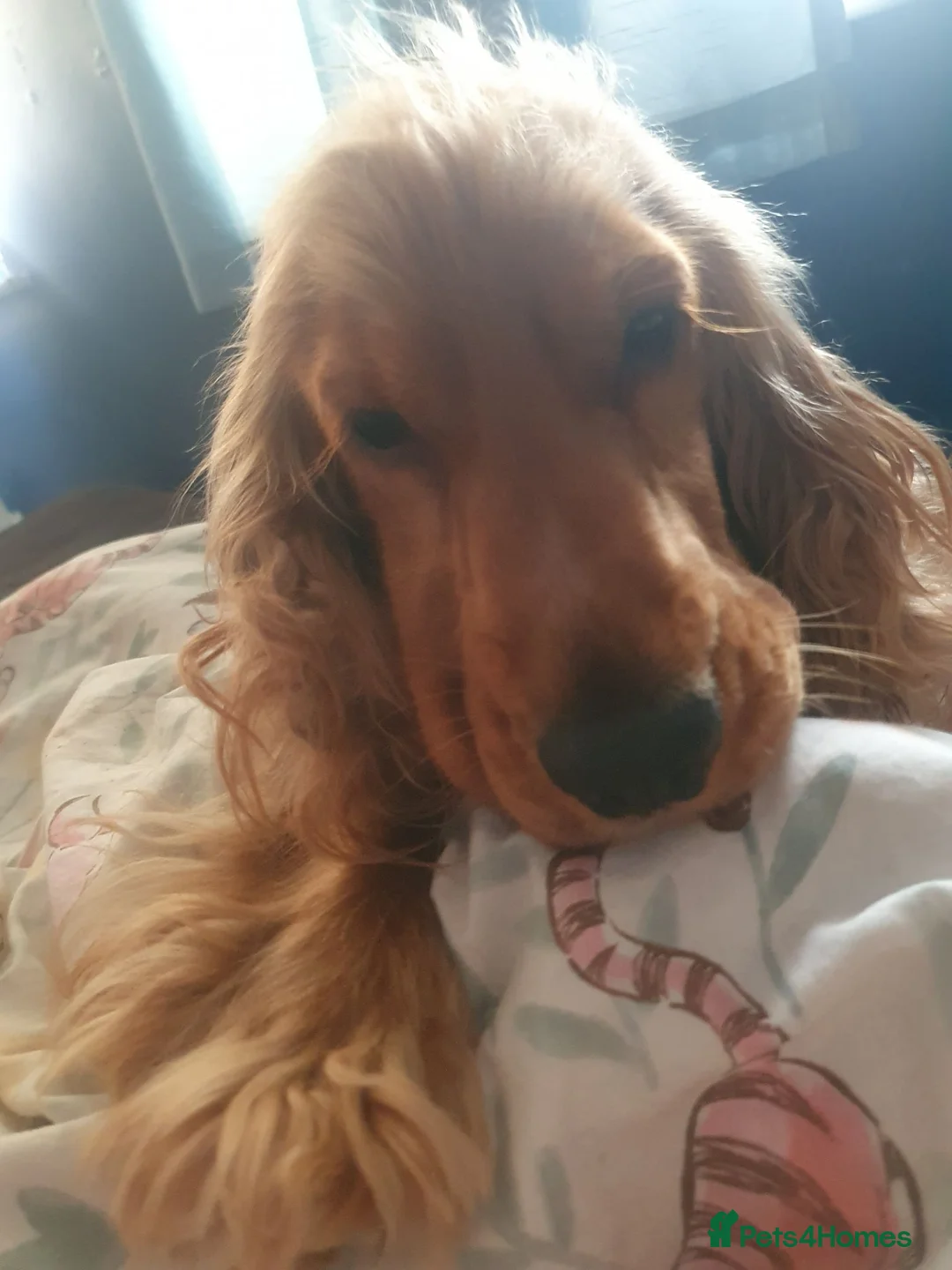 Cocker Spaniel dogs for sale: Cocker spanile pups coming soon in Rotherham - Advert 2
