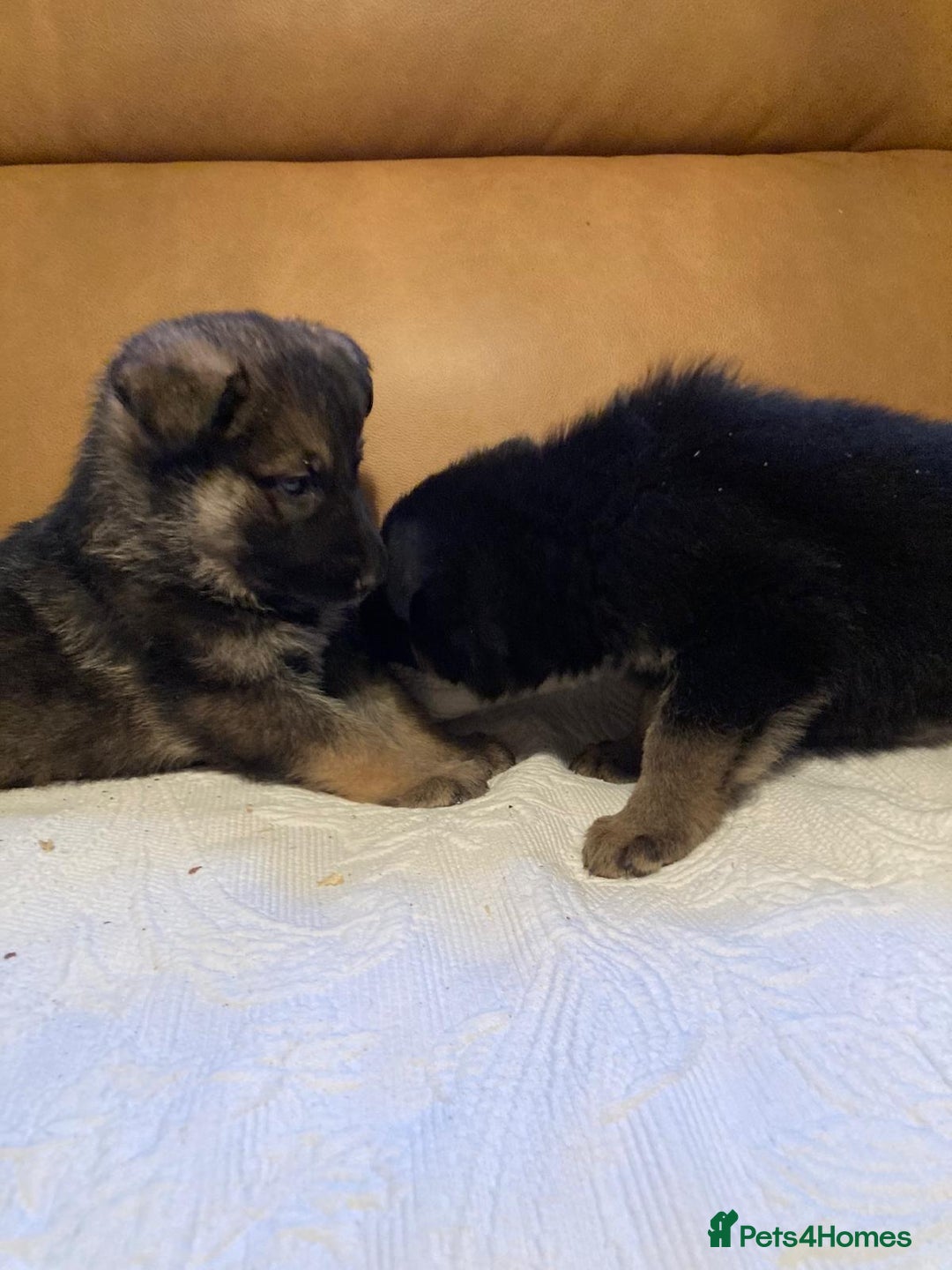 German Shepherd dogs for sale: Beautiful German shepherd Puppies - Advert 5