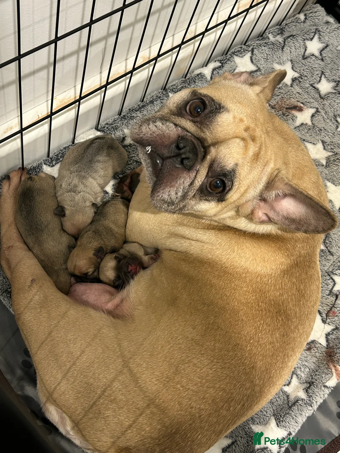 French Bulldog dogs for sale: French Bulldog Puppies - Fawn/Cream - Advert 35