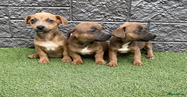 Jack Russell dogs - Advert 1