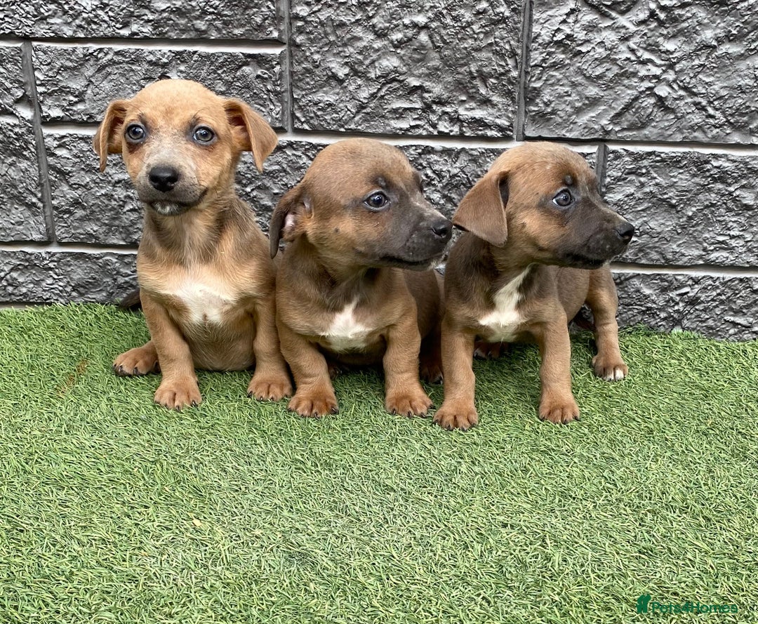 Jack Russell dogs for sale: Really now - Image 2