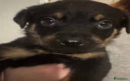 Rottweiler dogs for sale: 7 Rottweiler puppies available to loving homes - Advert 11