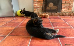 German Shepherd dogs for sale: 25 years experience  breeding German Shepherds - Image 29