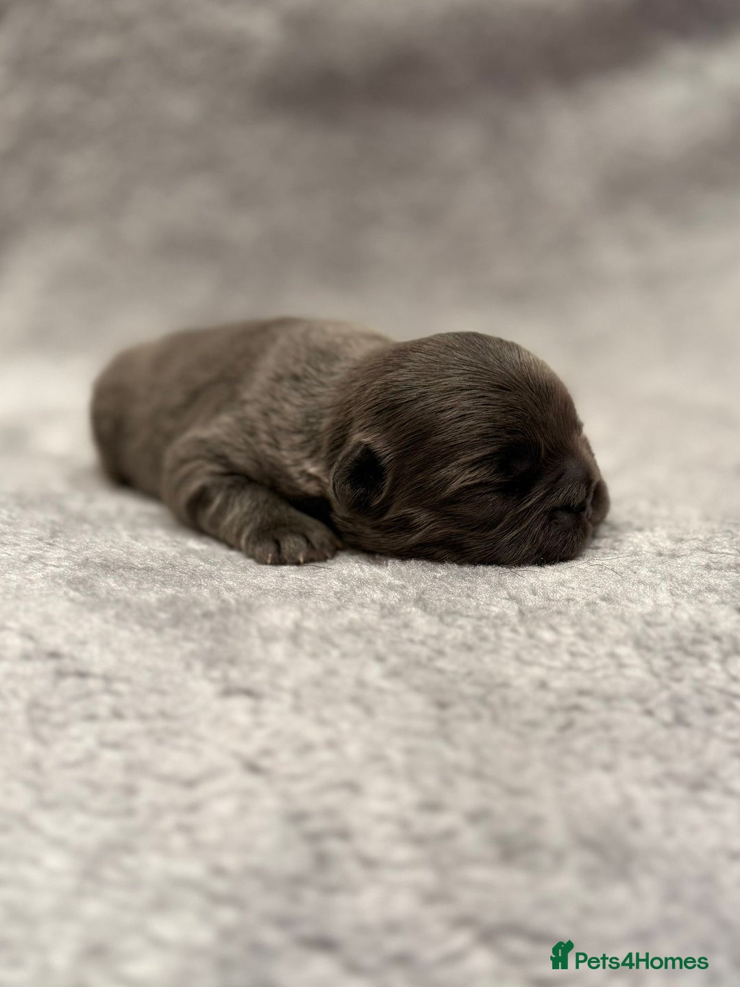 French Bulldog dogs for sale: 5 Full Fluffy French Bulldogs Puppies  - Advert 1