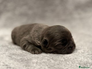 French Bulldog dogs 5 Full Fluffy French Bulldogs Puppies - Advert 1