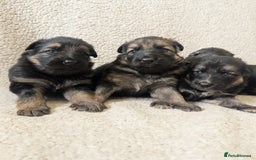 German Shepherd dogs for sale: 💛 German Shepherd Puppies – Full Pedigree Parents - Image 11