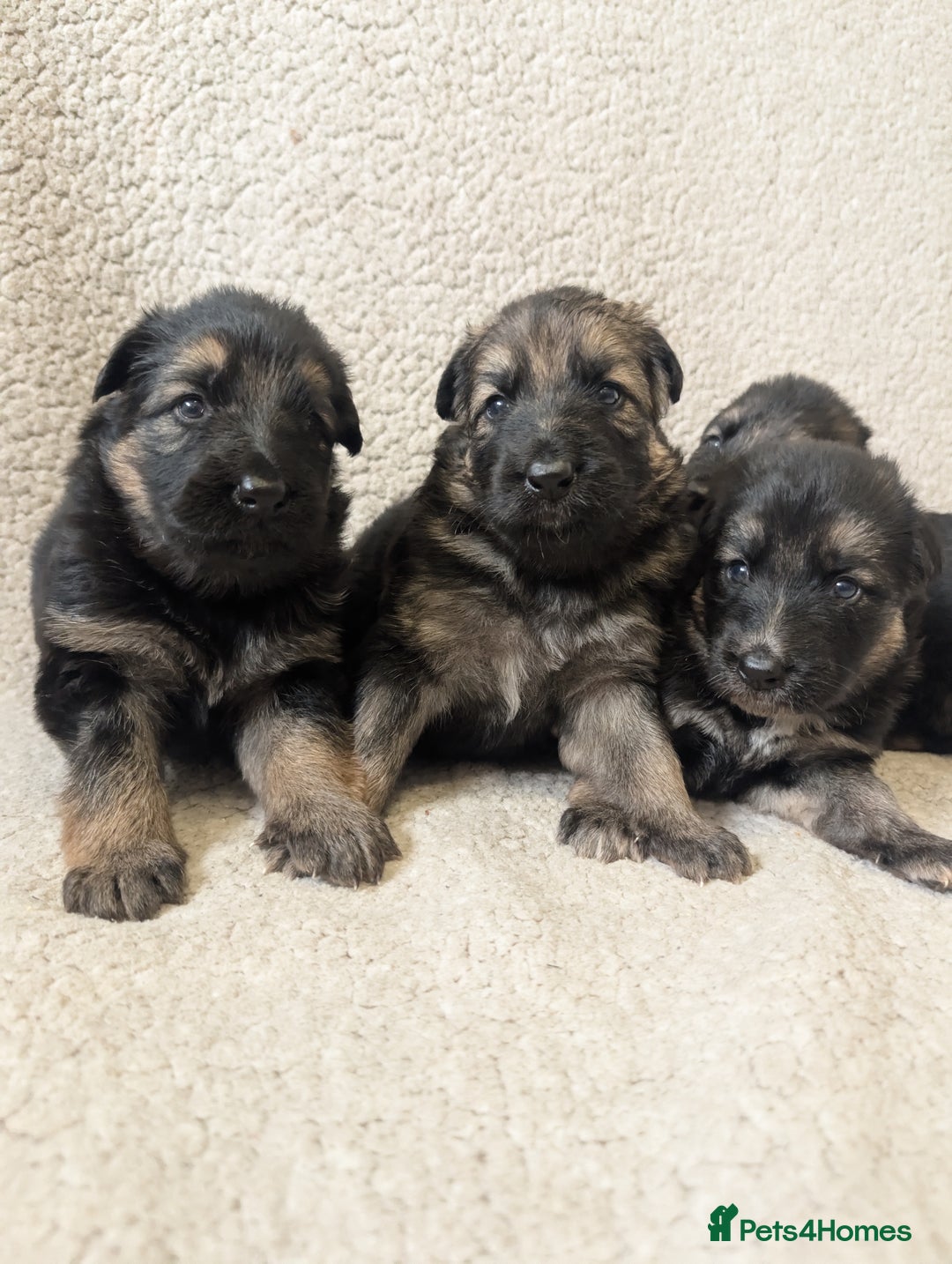 German Shepherd dogs for sale: 💛 German Shepherd Puppies – Full Pedigree Parents - Image 11