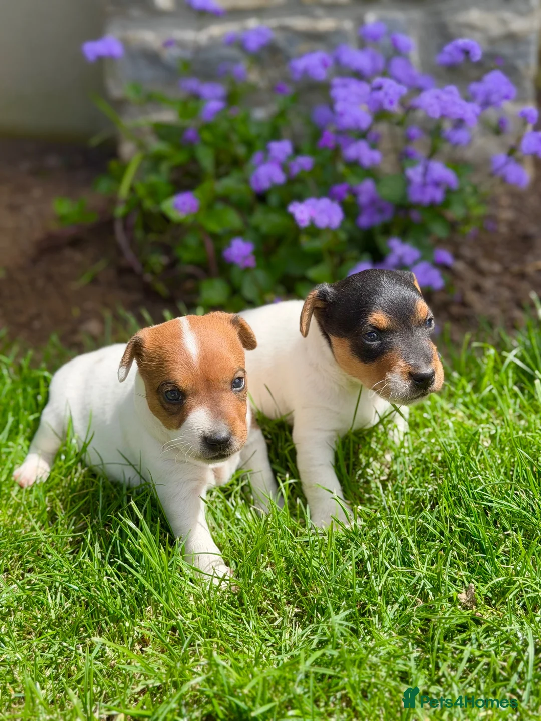 Jack Russell dogs for sale: Now available to Reserve !  - Advert 1