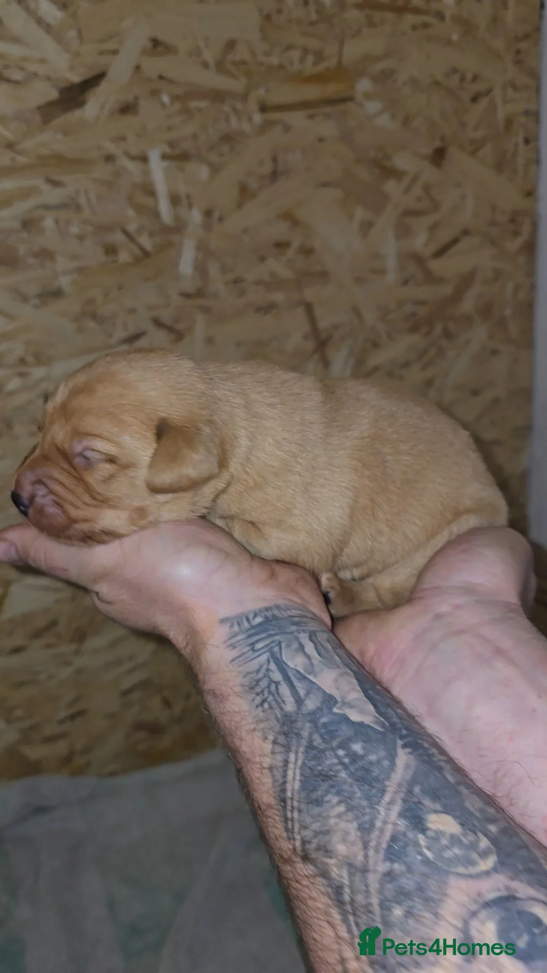 Labrador Retriever dogs for sale: 5 labrador puppies  - Advert 11