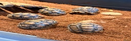 Tortoise reptiles for sale: Leopard Tortoise hatchlings  - Advert 1
