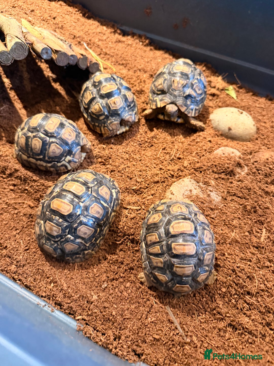 Tortoise reptiles for sale: Leopard Tortoise hatchlings  - Advert 1