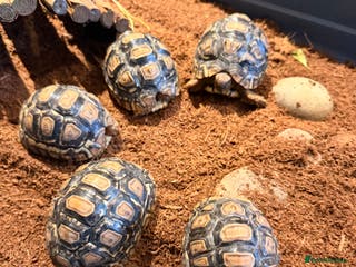 Tortoise reptiles Leopard Tortoise hatchlings - Advert 8