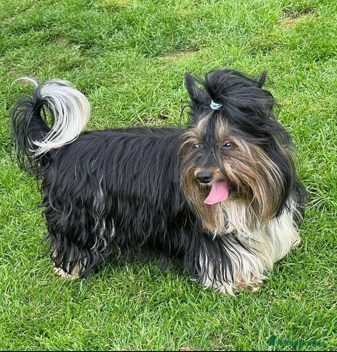 Yorkshire Terrier dogs for sale: 4 Yorkie Dogs looking for a new home.  - Image 10