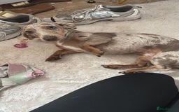 Dachshund dogs for sale: Dashound - Image 7