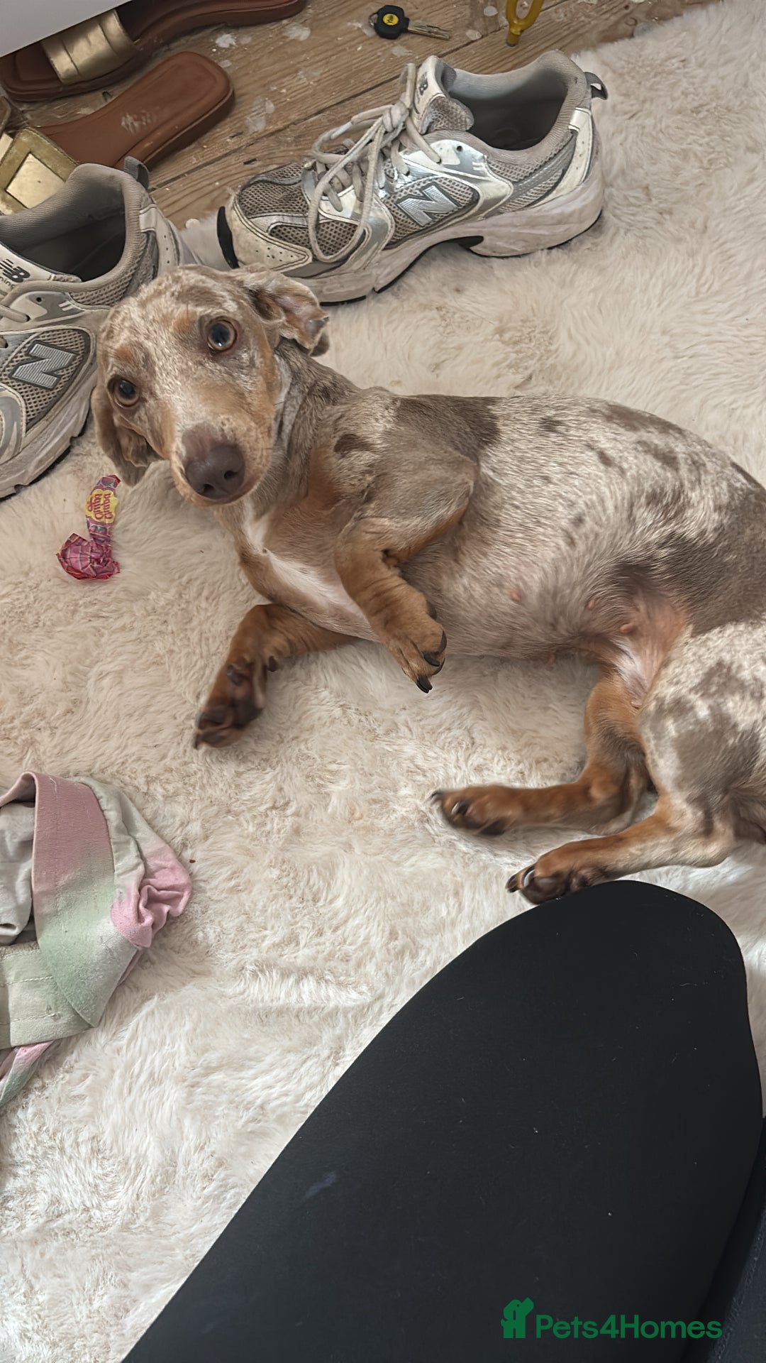 Dachshund dogs for sale: Dashound - Image 7
